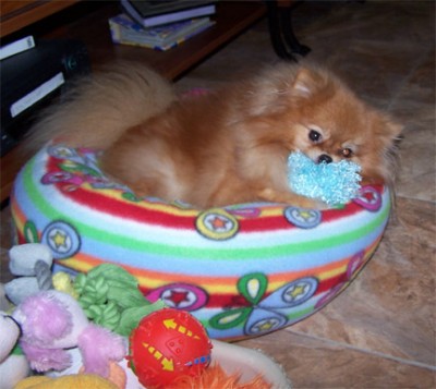 Adia, our foundation girl, retired at 7 years old in the perfect home. Prior to her passing, her family adopted one of her great-great-grandsons as well!