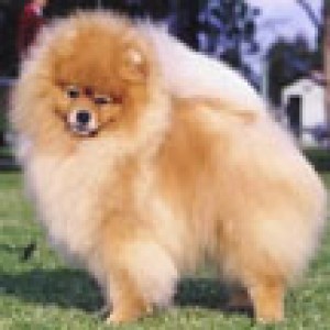 Crystalton Pomkees Beauchoisy