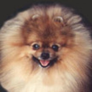 Doo-Shay's Baby Face Nelson