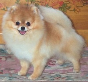 Avalon's Prince Matchabelli