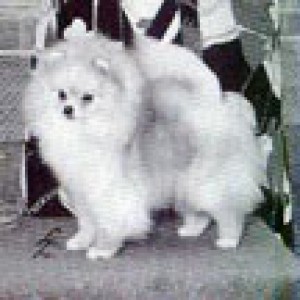 Great Elms Frosty Morn