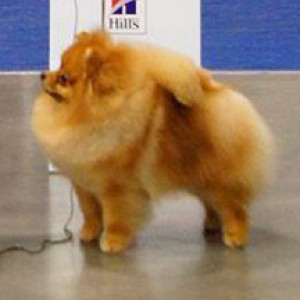 Silhouette's Secret to Dan-Star-Kom