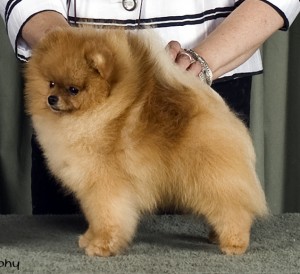 Chriscendo Central Park