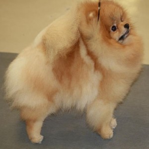 Razzle Dazzle I'll Be Bach