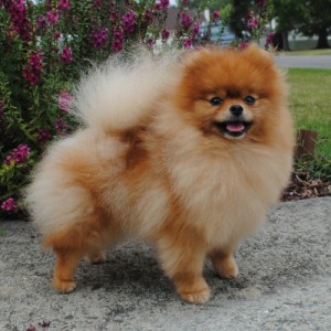 Silhouette's Stormborn