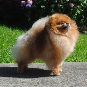 Silhouette's Ser Jorah