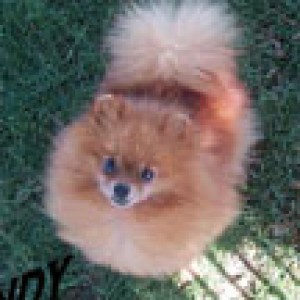 Cascade's Sunkist Cassandra