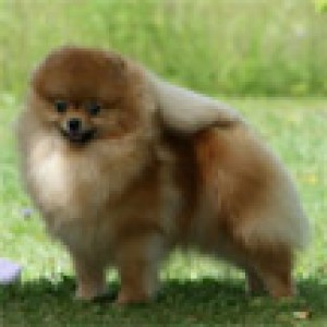 Damascusroad Deepsea Molly