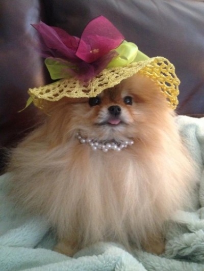 Sookie at 3 1/2 yrs old, in her Easter best.