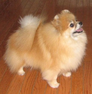 Damascusroad Lady Eleanor