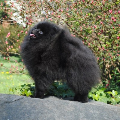 Boxer 2 yrs 4mos old