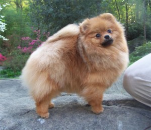 Chriscendo Come Closer