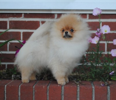 Daenerys at 5mos old