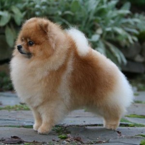 Silhouette Say It Right