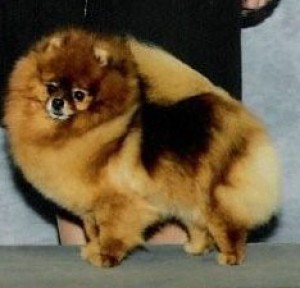 Pomhaven's Casa Dora