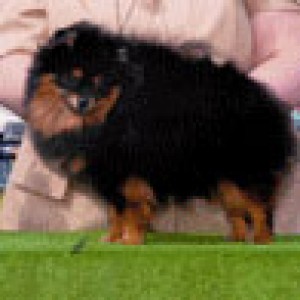 Pomhaven's Tiger Lily