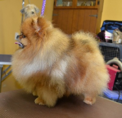 Odin at 3 yrs before his hair cut.