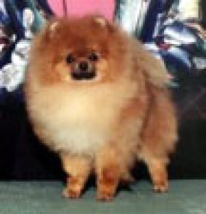 Paughprints On The Mtn Crest