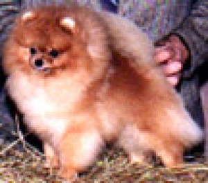 Heartland's Top Notch Tradition