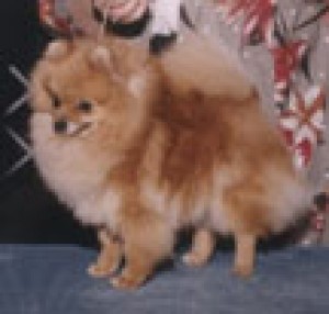 Mount N Crest Miss Hollywood