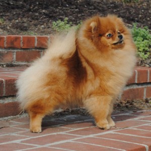 Silhouette's Sittin' Pretty