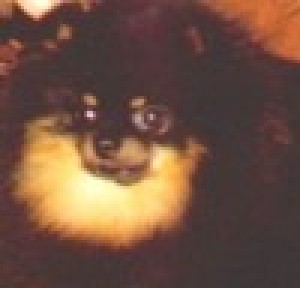 Janesa's Showcase O Fanfare