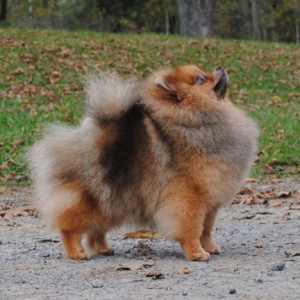 Stealurheart's Head Over Heels