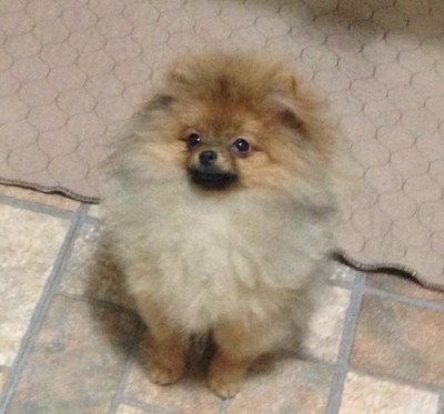 Jon-Jon at 4 1/2 mos old