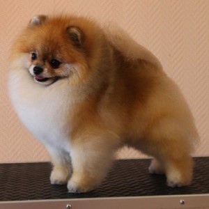 Chriscendo Candid Shot