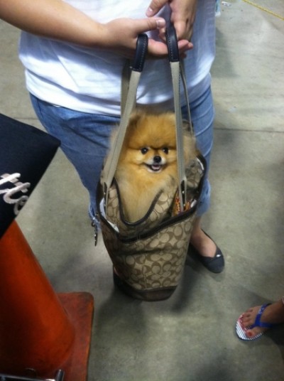 Gibby retired at 4 yrs old and is a very spoiled little boy :)