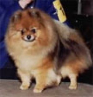 DHCrew Elizabethan Agenda