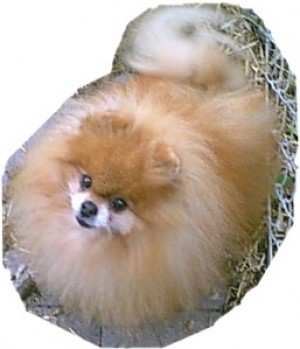 Star Haven Race To Glory