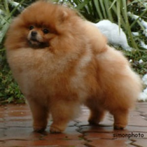 Sunterra Steal The Show