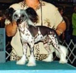 Moonswift Mardi Gras