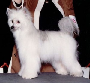 Gemstone's Prince Of Thieves