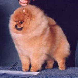 Sunterra Scene Stealer