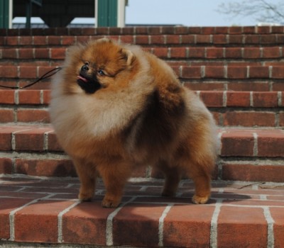 Snooki at almost 9mos old