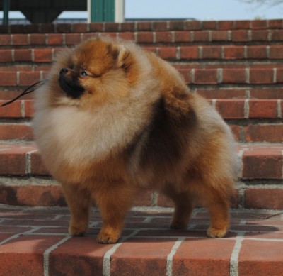 Snooki at almost 9mos old