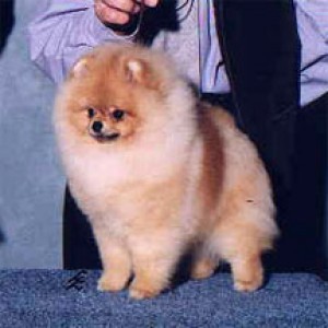 Sunterra Stylish Affair