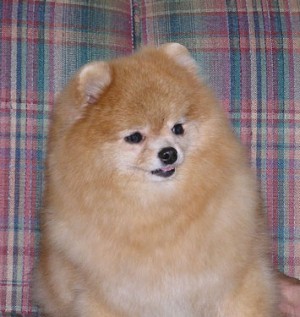 Honeycomb of Lenette