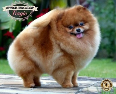 Fergie in her new home in Brazil at 4 yrs old