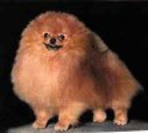 Millamor's Dance of Sourwood