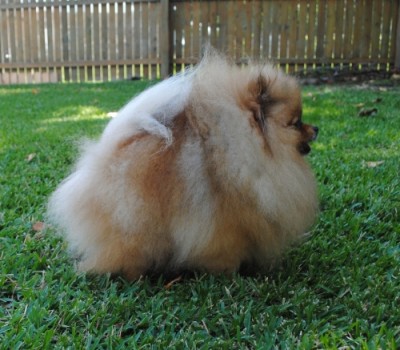 Darcy 5 1/2 yrs untrimmed