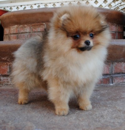 Missandei at 12 wks old