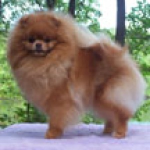 Lil Behrs Honey Nut Cluster