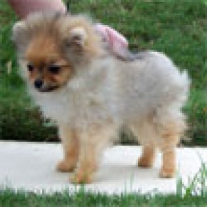 Silhouette's Shangri-La