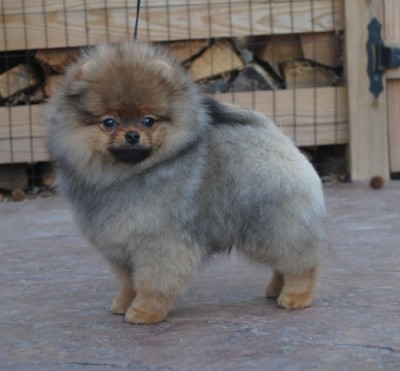 Tom-Tom at 12 wks old