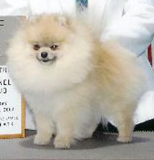 Trudy's Kentucky Blue At Aphrodite