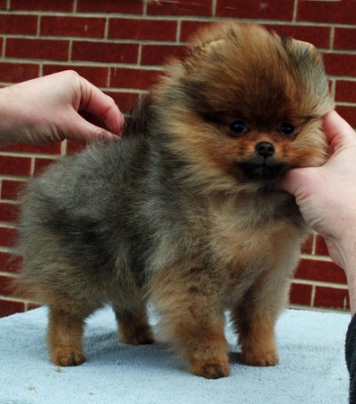 Sweetie formerly known as Helga at 12 wks old