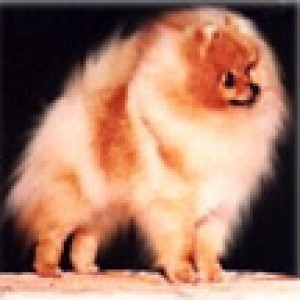 Sunterra Sweet Seduction